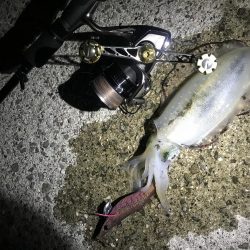 激流渋々エギング