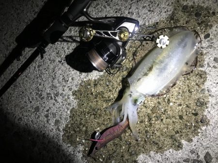 激流渋々エギング