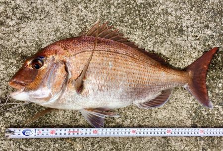 大きな赤と黒とカレイ