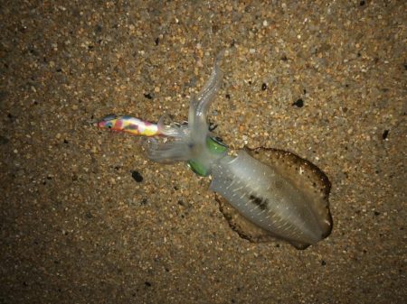 夜中の砂場遊び