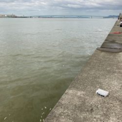 初メジロあと2cmでブリ