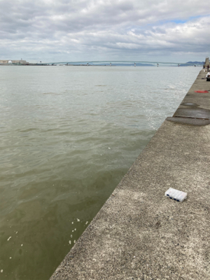 初メジロあと2cmでブリ