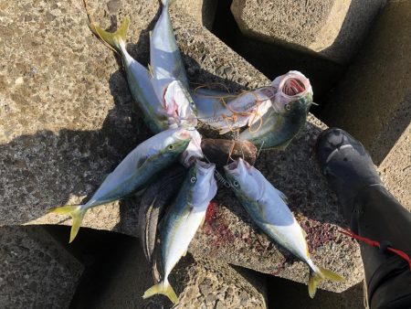 ツバス7マゴチ1