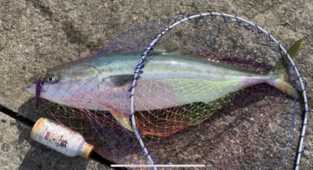 釣り場到着直後ドラグびゅーん