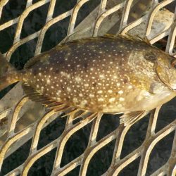 でかっ!めちゃ引いた〜