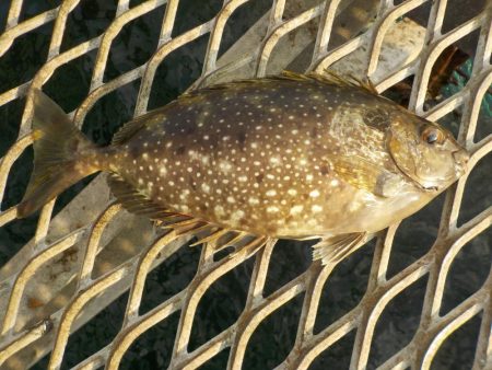 でかっ!めちゃ引いた〜