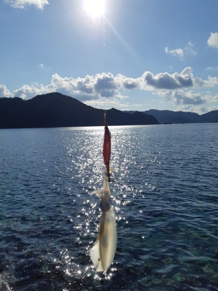 イカの気持ち３