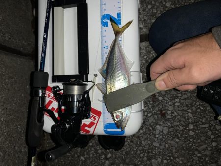 暴風アジング！