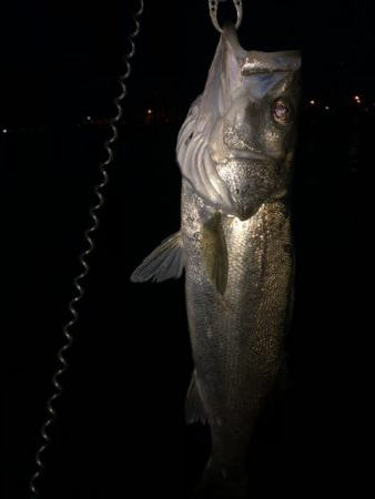 南港　朝マズメ