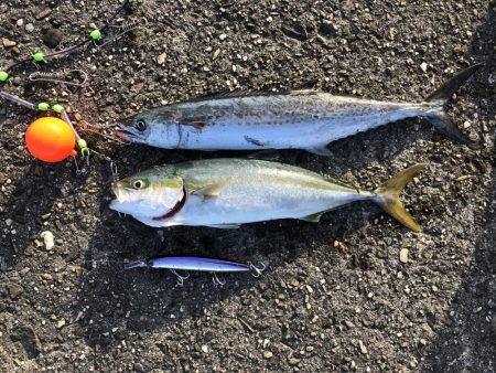 つばすとさごし