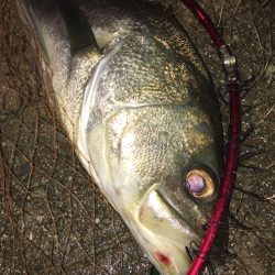 秋の鱸は先行者でスレスレ