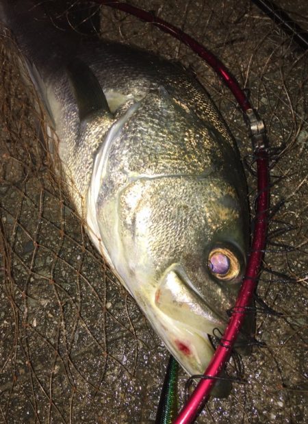 秋の鱸は先行者でスレスレ