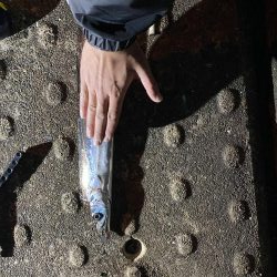 太刀魚F4からのメジロ