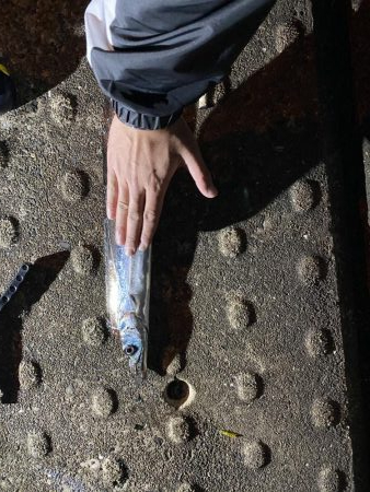 太刀魚F4からのメジロ