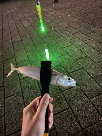 太刀魚狙い
