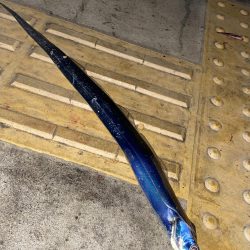 入れ食い、しかし