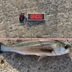 マッチ・ザ・ベイト？