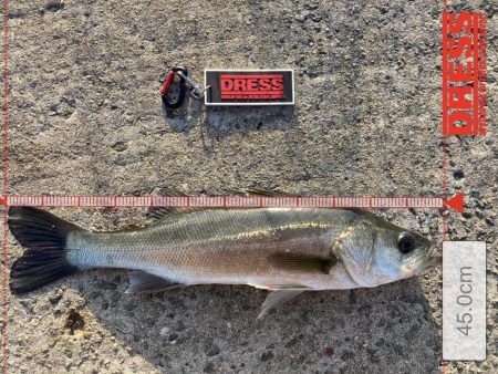 マッチ・ザ・ベイト？