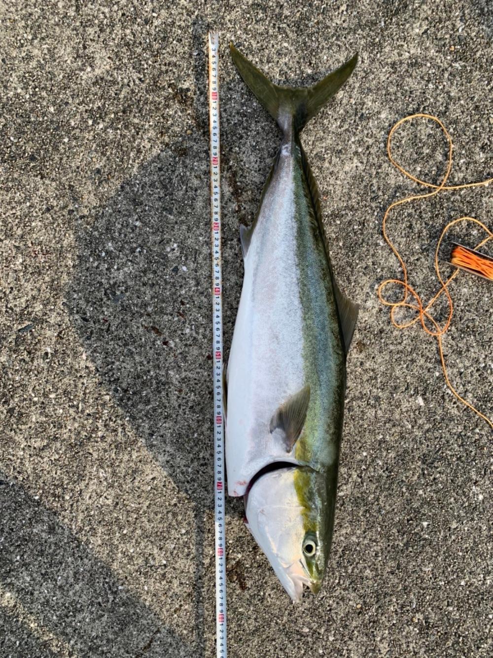 青物祭り 兵庫県 瀬戸内海側 神戸港4 5 6 8防 ショアジギング ブリ 陸っぱり 釣り 魚釣り 釣果情報サイト カンパリ