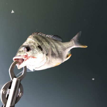 港湾岸ジギまだいけます