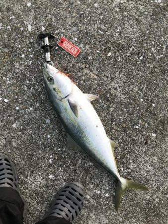 10月2日神戸青物ヘビーベビーミノーでメジ…