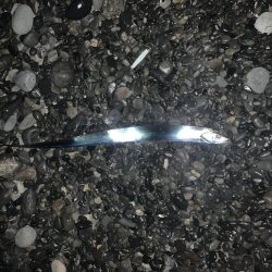 久々のタチウオと青物