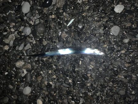 久々のタチウオと青物