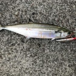 今シーズン初サゴシ！