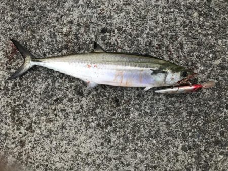 今シーズン初サゴシ！