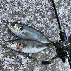 両マズメ 釣り