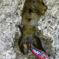 アオリ求めて垂水〜加古川