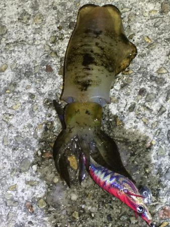 アオリ求めて垂水〜加古川