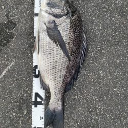 イチノ兄弟、釣果！