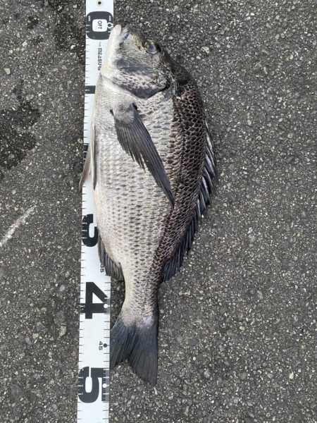 イチノ兄弟、釣果！