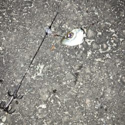 ナイトエギング、泳がせ釣り