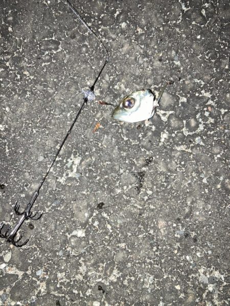 ナイトエギング、泳がせ釣り
