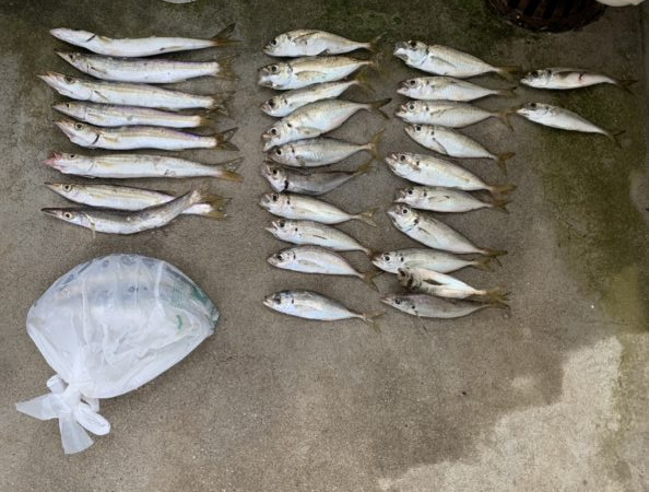 早朝アジング(宵姫使用)