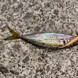 アジングの地合い