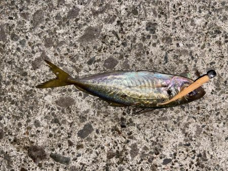 アジングの地合い