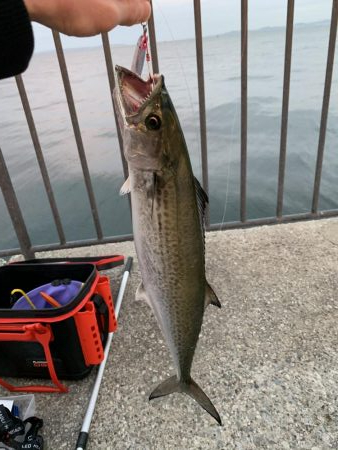 貝塚人工島 ショアジギ