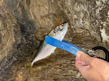 逃した魚は（ ;  ; ）