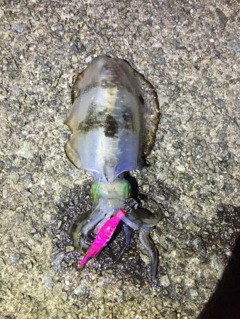 やっと良いサイズ