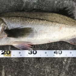 仕事終わり短時間釣行其の三