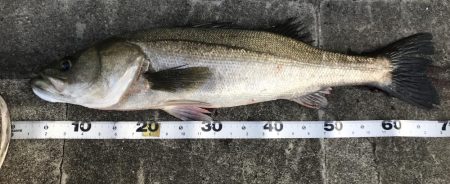 仕事終わり短時間釣行其の三