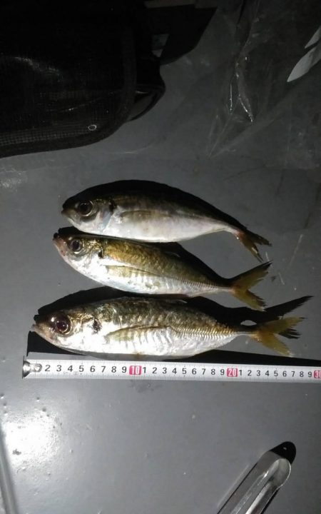 アジング～の太刀魚