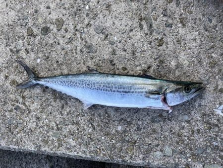 お初の貝塚人工島