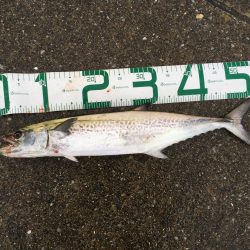 雨の中執念のサゴシ