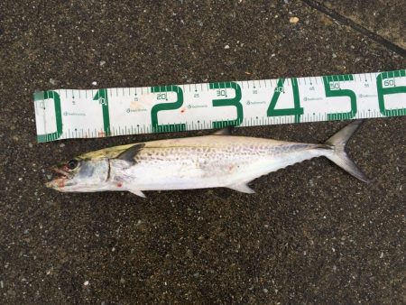 雨の中執念のサゴシ