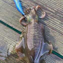 大潮撃渋エギング