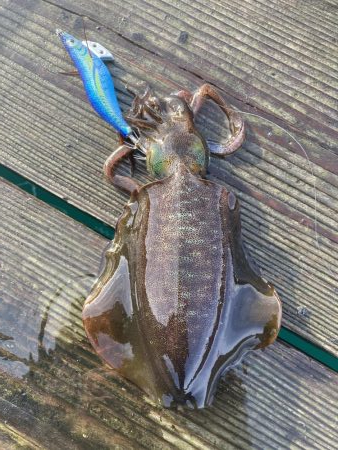 大潮撃渋エギング